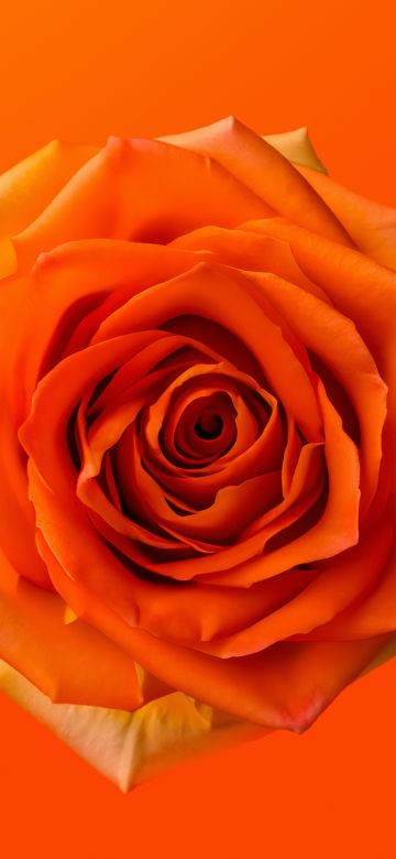 Orange Rose, 8K, Orange aesthetic, 5K, Orange flower, Orange background