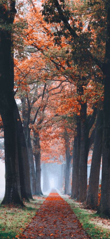 Autumn, Foliage, Trees, Path, Foggy, Morning, Fallen Leaves, 5K