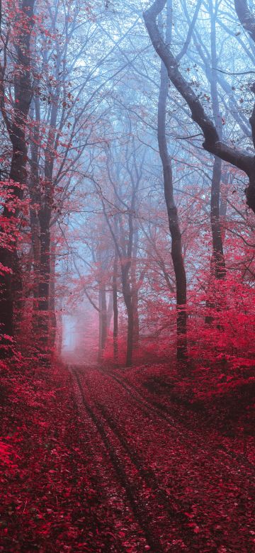 Maple trees, Maple leaves, Foliage, Path, Forest, Foggy, Morning