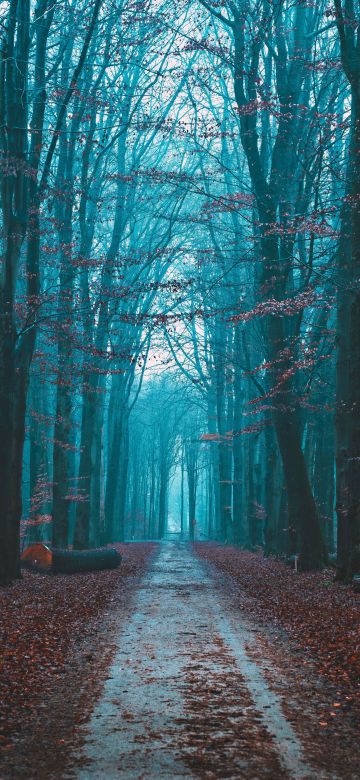 Fall Foliage, Bare trees, Path, Forest, Morning, Scenic, Atmosphere, 5K