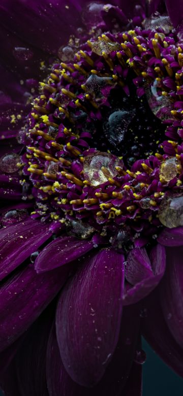 Gerbera flower, Purple Flower, Dark, Rain droplets, 5K