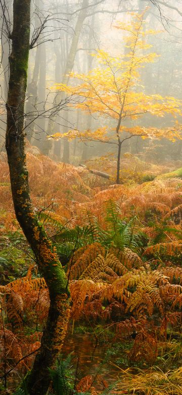 Foggy, Autumn Forest, Thick forest, Fall, 5K, Aesthetic