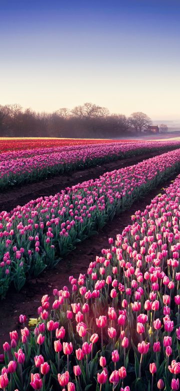 Tulips field, Morning breeze, Tulip garden, 5K, Colorful flowers