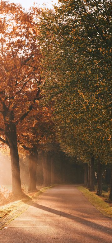 Autumn, Sunlight, Sun rays, Foggy, Morning, Road, Sunrise, Trees