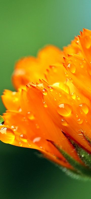 Marigold flower, Calendula, Blossom, Bokeh, Yellow flower, Dew Drops, Bloom, 5K