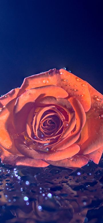 Orange Rose, Droplets, Blue background, 5K