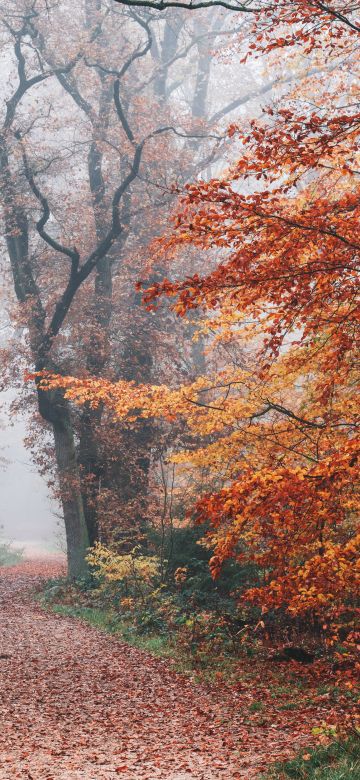 Autumn, Forest, Fall Foliage, Trees, Foggy, Morning, 5K, 8K