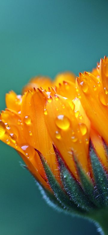 Marigold flower, 5K, Calendula, Blossom, Bokeh, Yellow flower, Dew Drops, Bloom