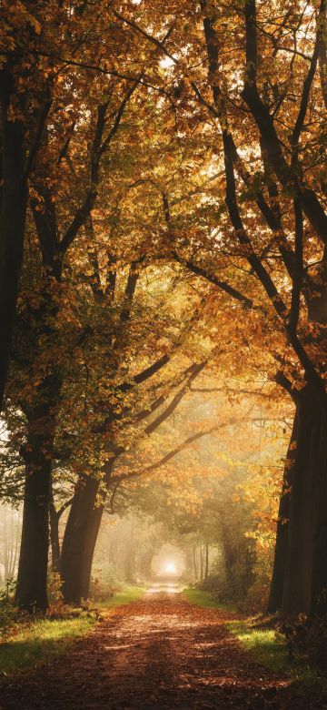 Autumn, Foggy, Forest, Yellow, Sunlight, Path, Dirt road