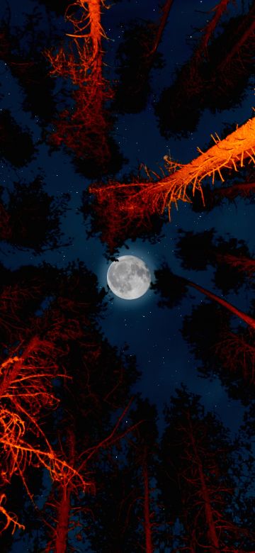 Full moon, Trees, Sky view, Night, Campfire, Outdoor, Woods, Dark