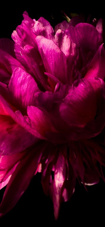 Pink flower, Peony flowers, Black background, AMOLED, 5K, Pink aesthetic