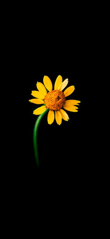 Sunflower, Lonely, Black background, 5K