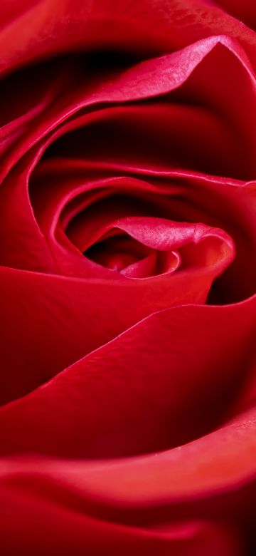 Red Rose, Macro, Closeup, Bloom, Blossom, 5K