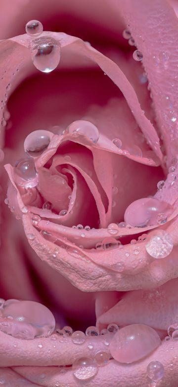 Pink rose, Droplets, Closeup, Bloom, Baby pink, Blossom, 5K