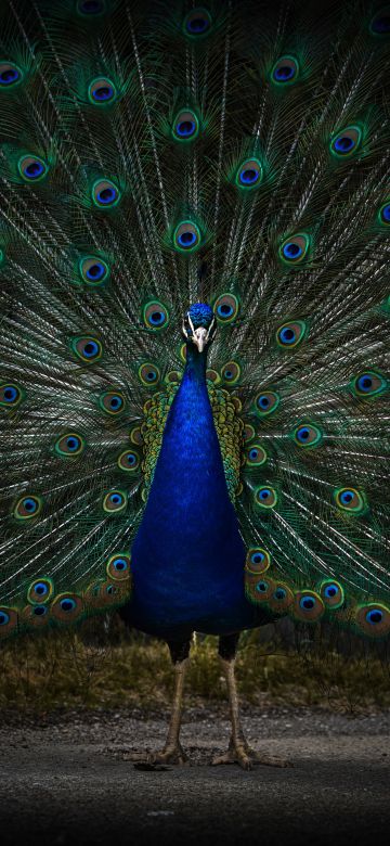 Peacock, Peafowl, Zoo, Dark, 5K, 8K