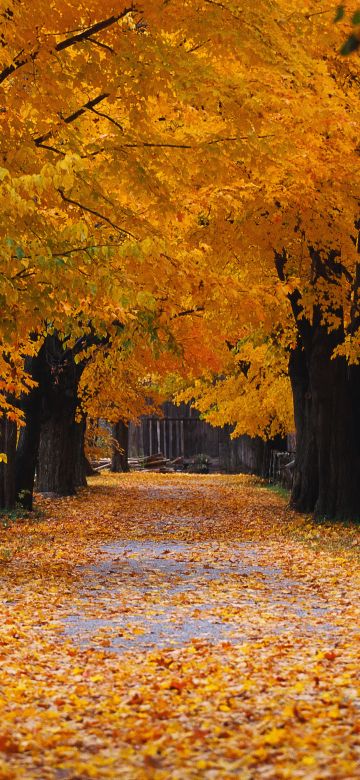 Windows XP, Autumn, Autumn foliage, Autumn leaves, Autumn Scenery