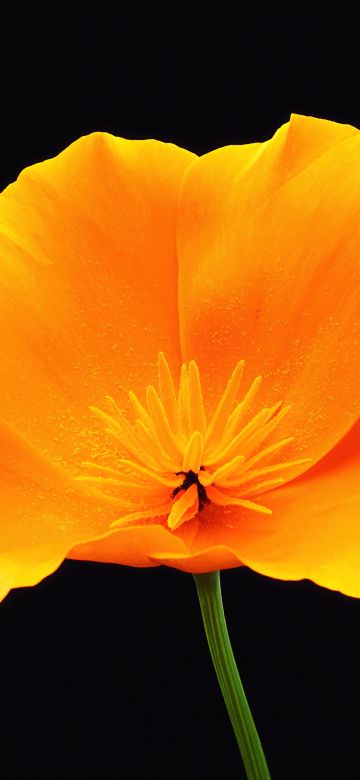 Poppy flower, Black background, Yellow flower, AMOLED, 5K