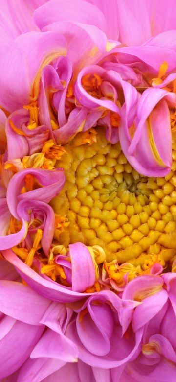 Pink Dahlia, Macro, Pink aesthetic, 5K, Bloom, Pink flower, Closeup Photography