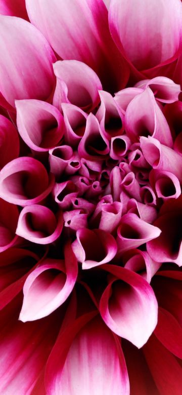 Pink Dahlia, Closeup, Macro, Blossom, 5K