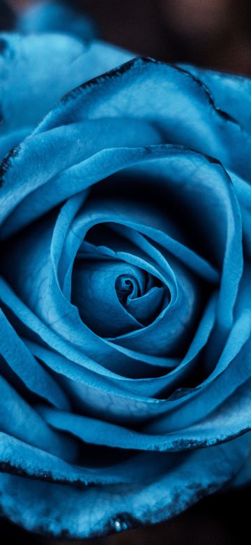 Blue aesthetic, Rose flowers, 5K, 8K, Blue rose