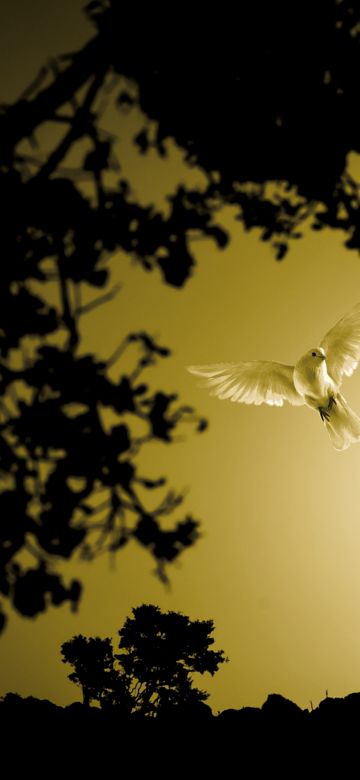 Dove, Flying bird, Sunset, Trees, Silhouette, Scenic, Evening, Dawn, 5K, 8K