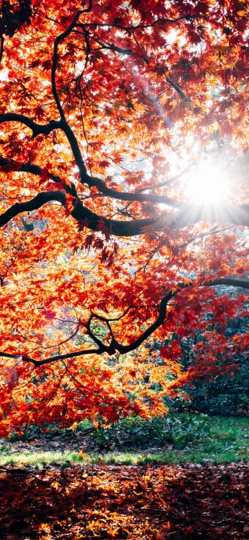 Autumn, Fall, Maple tree, Fall Foliage, Sunlight, Westonbirt, The National Arboretum, England, 5K