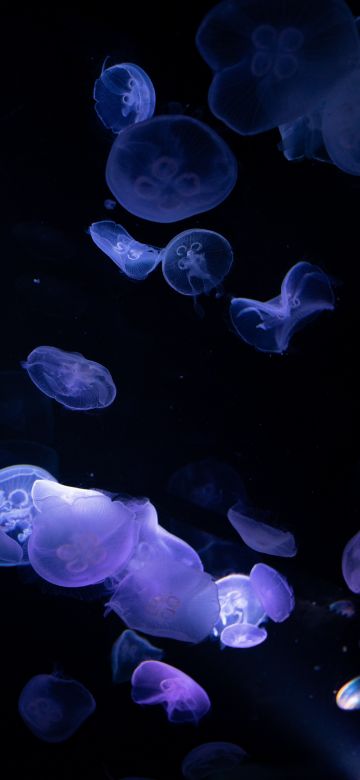 Jellyfishes, 8K, Underwater, Deep ocean, Dark, Black background, 5K, Bioluminescence