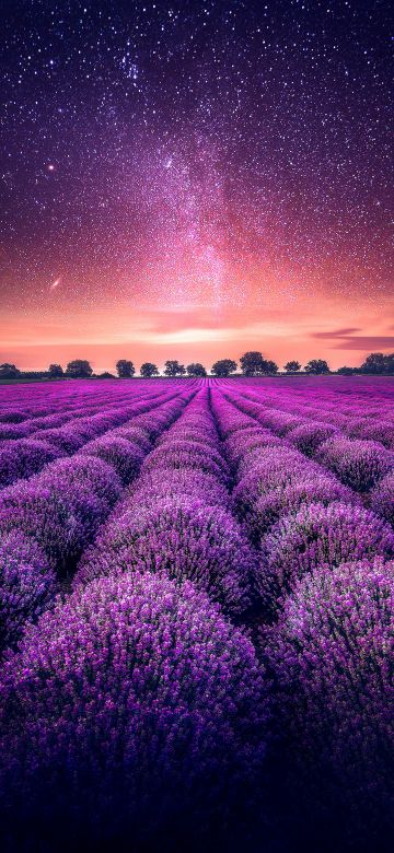 Lavender farm, Lavender fields, Sunset, Starry sky, Dawn, Purple, Landscape, Scenic