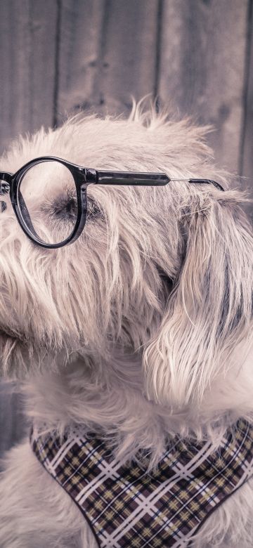 Dog, Funny, Glasses, Wooden background, Cute dog, 5K