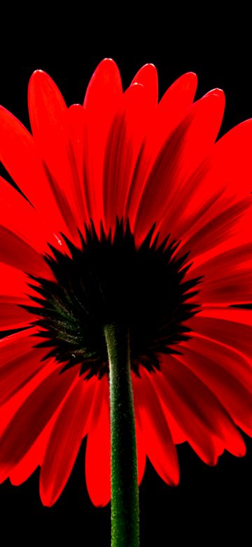 Red Gerbera Daisy, Red flower, Black background, Red Daisy, 5K, AMOLED