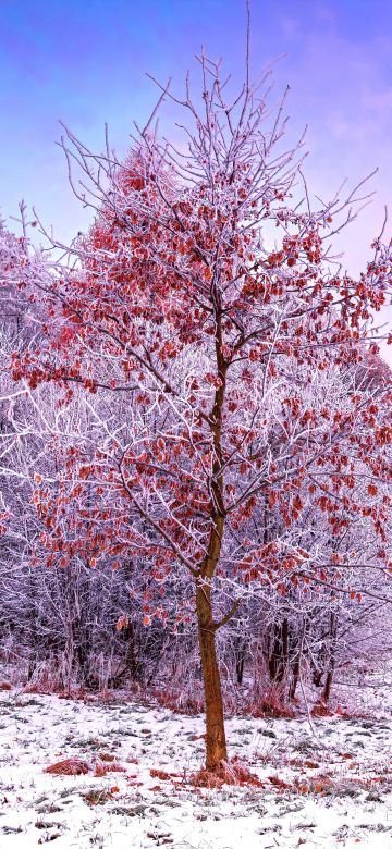 Winter, Trees, 5K, Snow covered, Aesthetic, Poland, Frosted trees