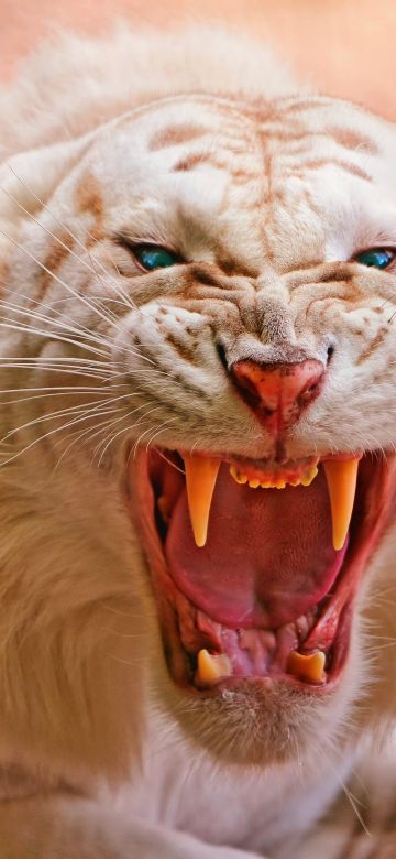 Roaring, White tiger, Blue eyes, Predator, Wild