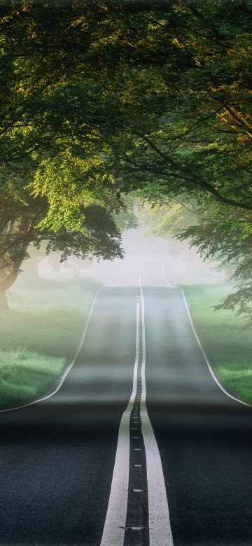 Forest, Road, Mist, Avenue Trees, Plants, Green, Spring, Foggy