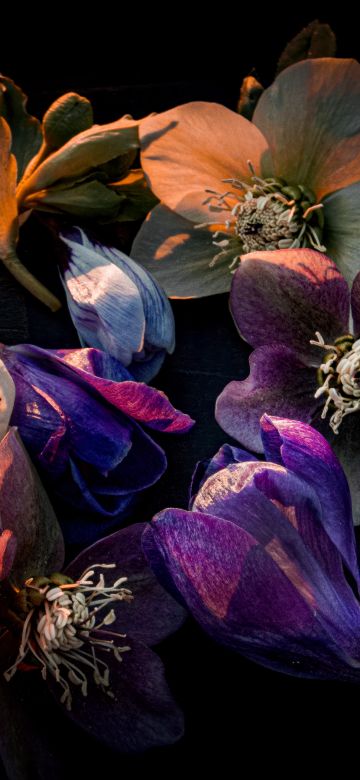 Hellebore flowers, Dark aesthetic, Bloom, AMOLED, Black background, 5K, Colorful flowers