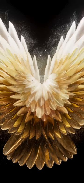 Angel wings, Golden yellow, AMOLED, Tecno Phantom V Fold 2 Stock, Black background