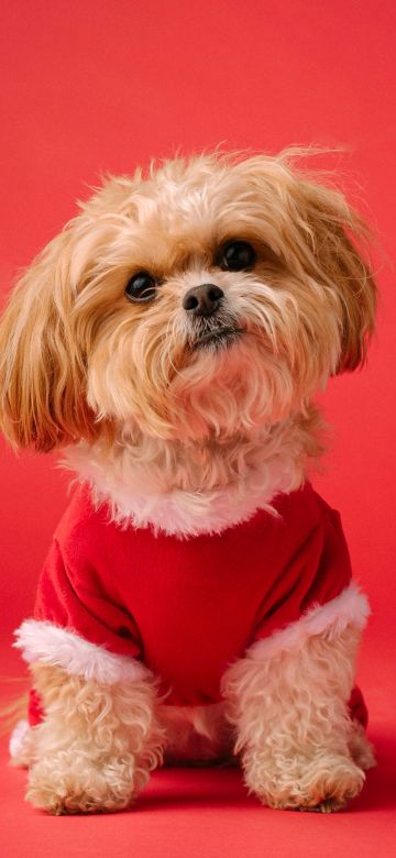 Shih Tzu, Cute dog, Red aesthetic, Red background, 5K, Breed Dog