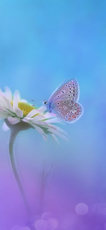 Butterfly, Gradient background, White flower