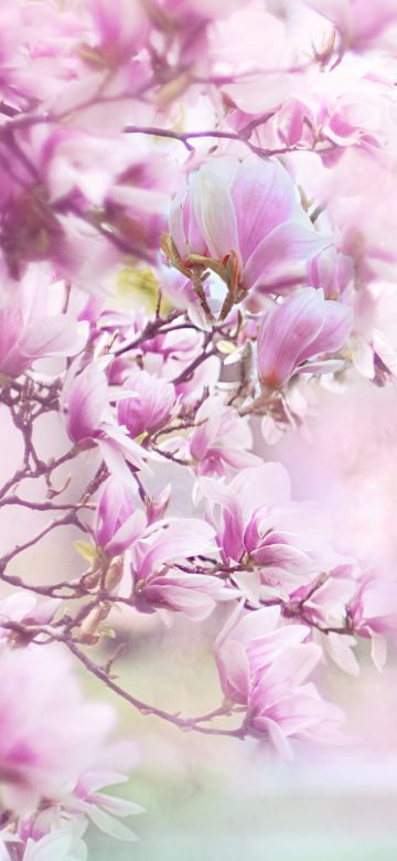 Magnolia flowers, Blossom, Pink background, Pink flowers