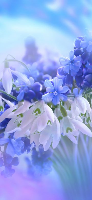 Blue flowers, Hyacinth, White, Blossom