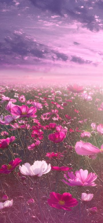 Pink flower, Cosmos, Sunrise, Garden, Sky view, Clouds