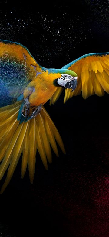 Macaw, Wings, Feathers, Colorful, Splash, Black background, Yellow bird