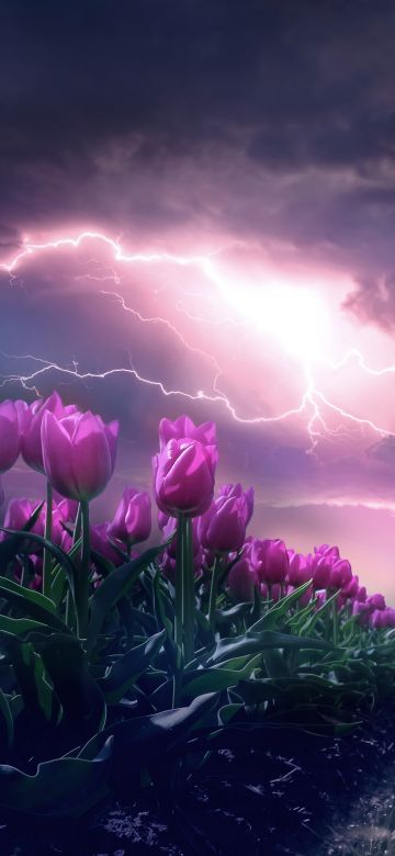 Pink flowers, Path, Thunderstorm, Dark Sky, 5K, Lightning