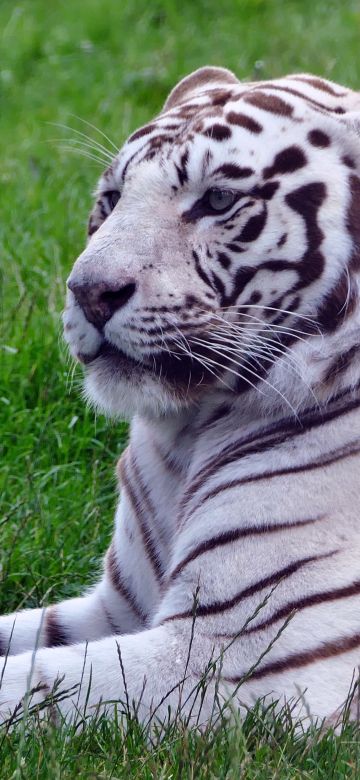 White tiger, Green Grass, Wild animals, Big cat, 5K