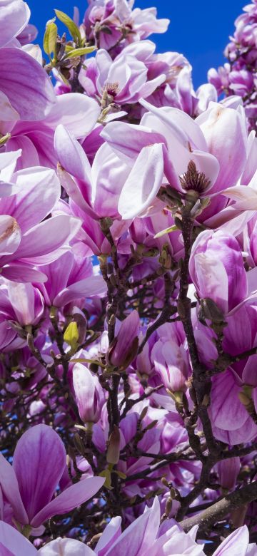 Magnolia flowers, 5K, Blossom, Pink, Beautiful flowers, Spring