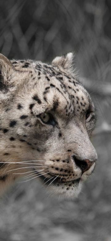 Snow leopard, White, Wildlife, Mammal, Zoo, Big cat