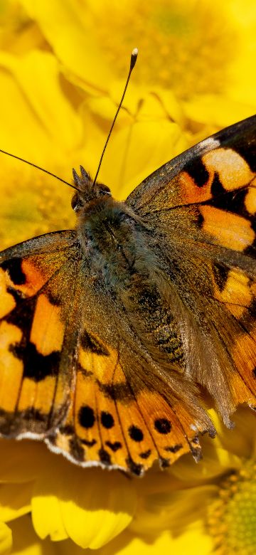 Painted Lady, Yellow flowers, Butterfly, Insects, Closeup