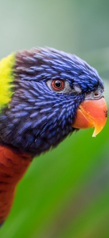 Rainbow Lorikeet, Colorful, Closeup, Bokeh, Bird, Green background