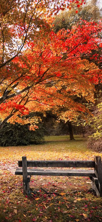 Maple trees, Autumn leaves, Wooden bench, Beautiful, Scenery, 5K