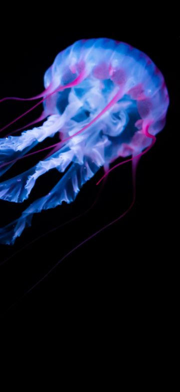 Jellyfish, Aquarium, Black background, Glowing, White, AMOLED, Underwater, Bioluminescence