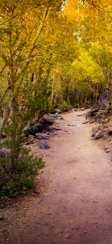 Aspen trees, Pathway, Forest, Rocks, Trails, Beautiful, 5K